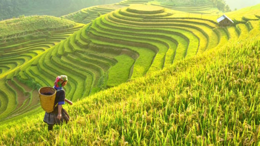 vietnam-rice-terraces