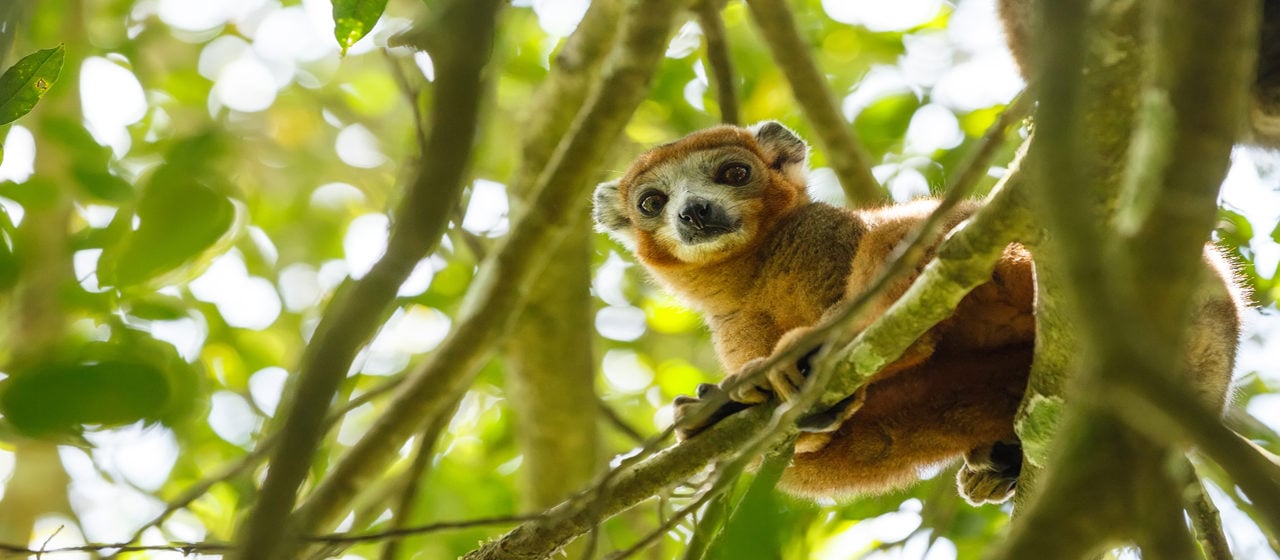 Our guide to wildlife in Madagascar | Jacada Travel
