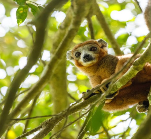 crowned-lemur-ankarana-national-park-madagascar