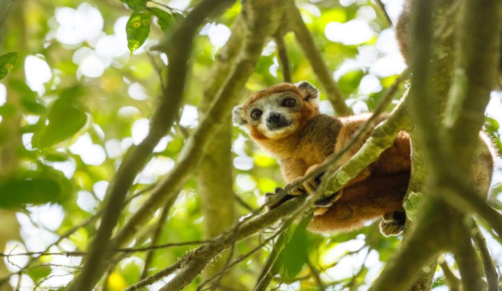 crowned-lemur-ankarana-national-park-madagascar