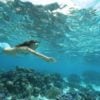 diving-moorea-french-polynesia