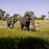 botswana-stanleys-camp-elephant-walking-safari