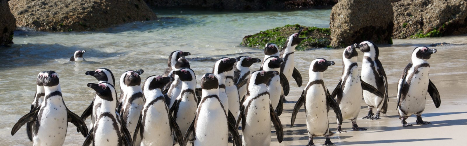 A group of penguins on Boulders Beach in Cape Town.