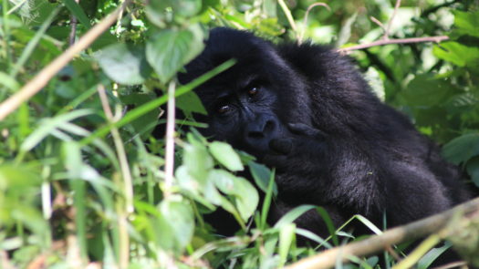 bwindi-forest-uganda