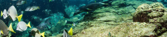 sea-lions-seals-galapagos