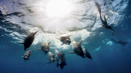 bottlenose-dolphins-mozambique