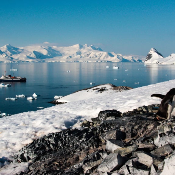 antarctica-view-penguins