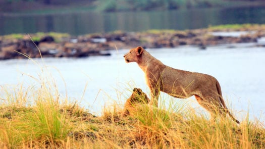 lioness-zambezi-zimbabwe
