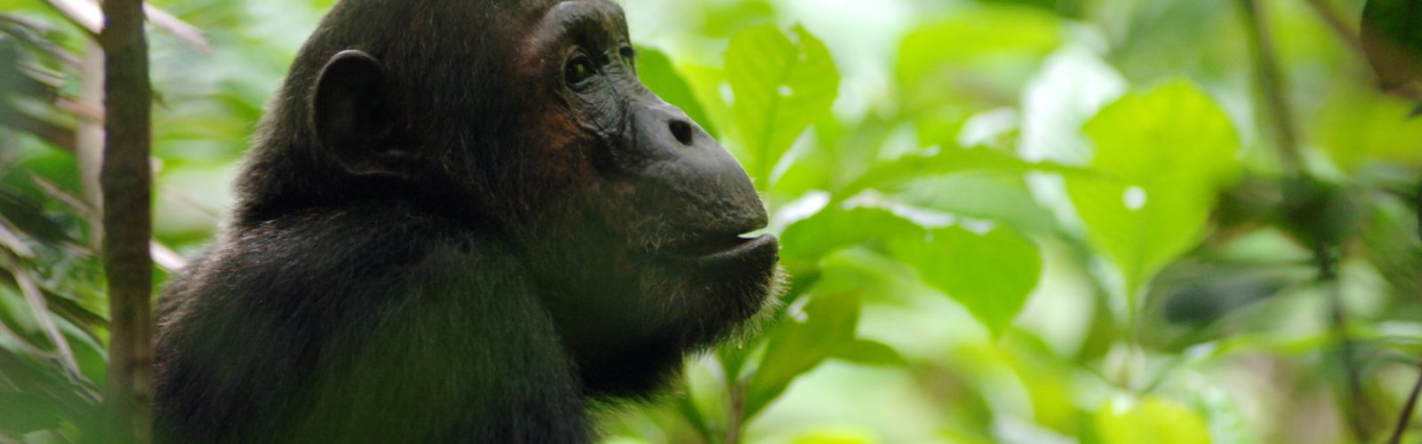 Side profile of a chimpanzee in the dense green jungle of the Mahale Mountains, Tanzania