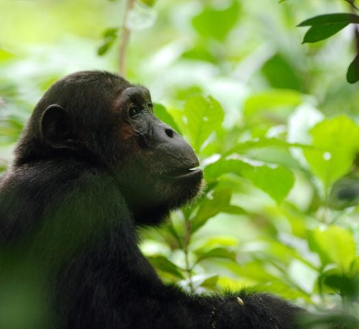 Side profile of a chimpanzee in the dense green jungle of the Mahale Mountains, Tanzania