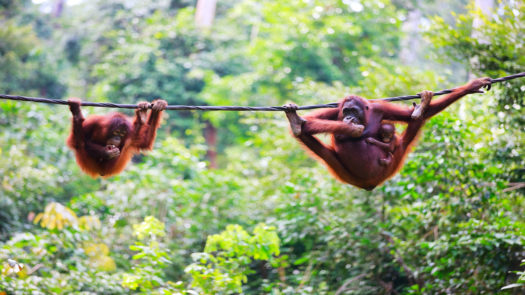 orangutans-sabah-malaysia-borneo