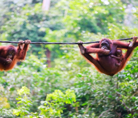 orangutans-sabah-malaysia-borneo