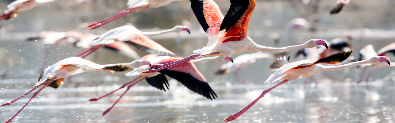 Flamingos in flight at Lake Manyara, Tanzania
