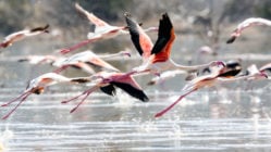 Flamingos in flight at Lake Manyara, Tanzania