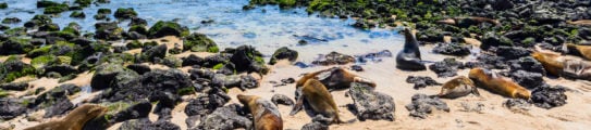 fur-seals-punta-carola-beach-galapagos-islands
