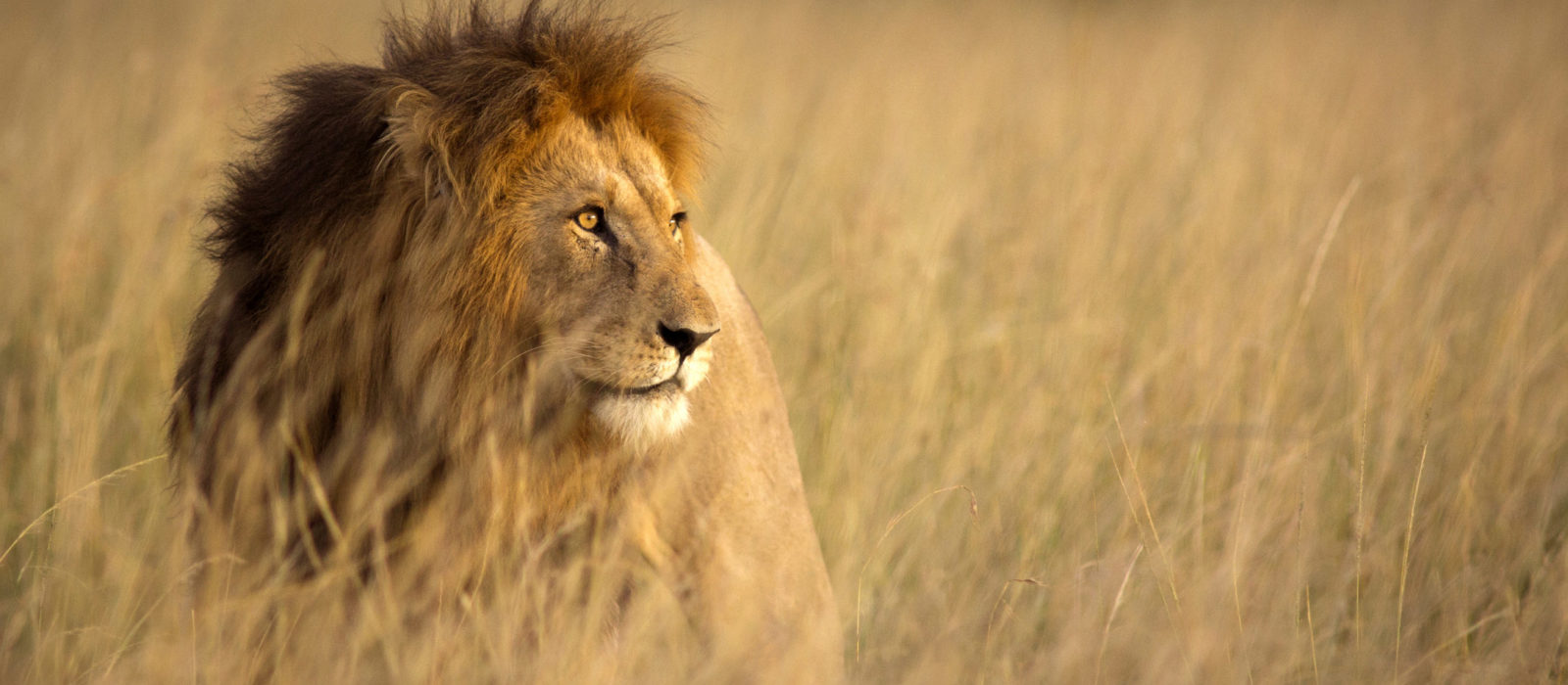 Lions on Kenya Safari