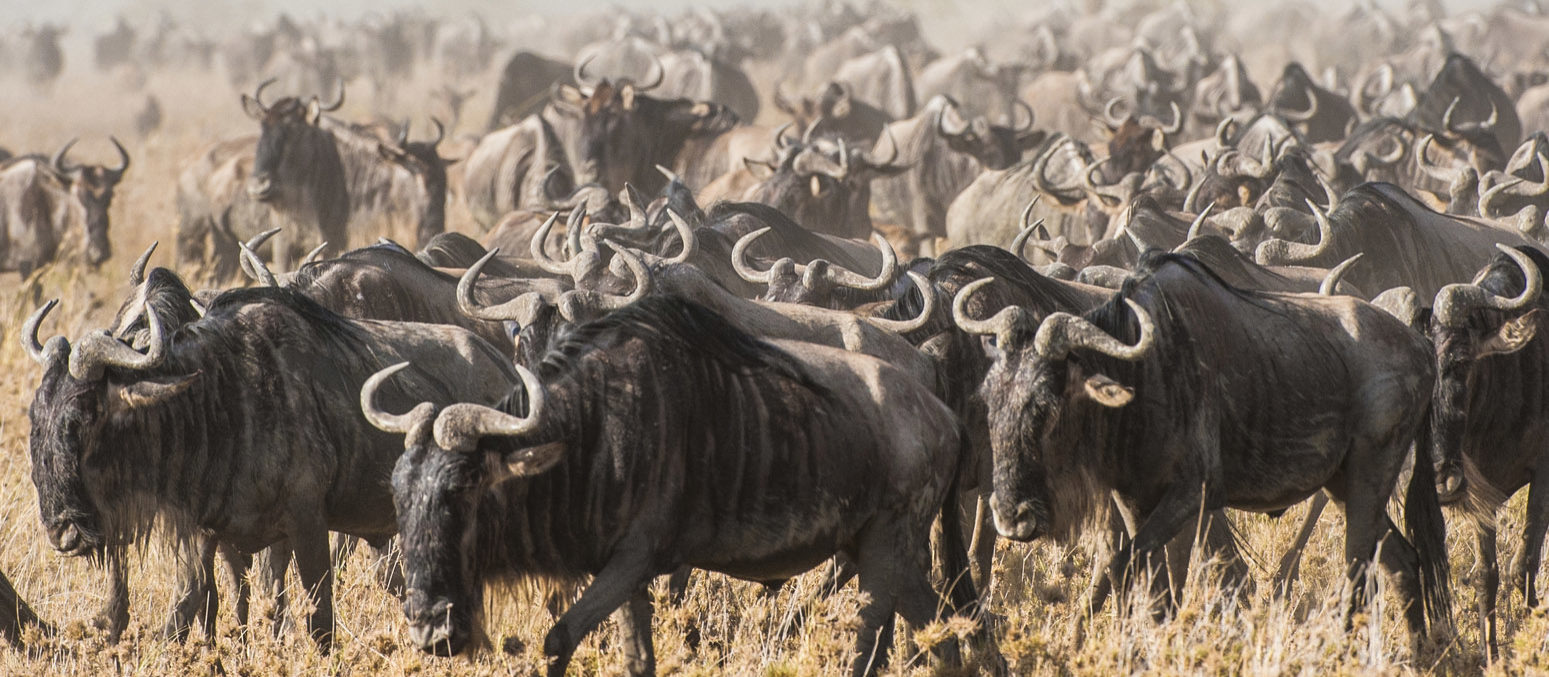 Wildebeest migration across the dusty savanna of the Serengeti National Park, Tanzania