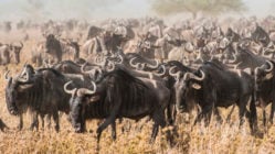 Wildebeest migration across the dusty savanna of the Serengeti National Park, Tanzania