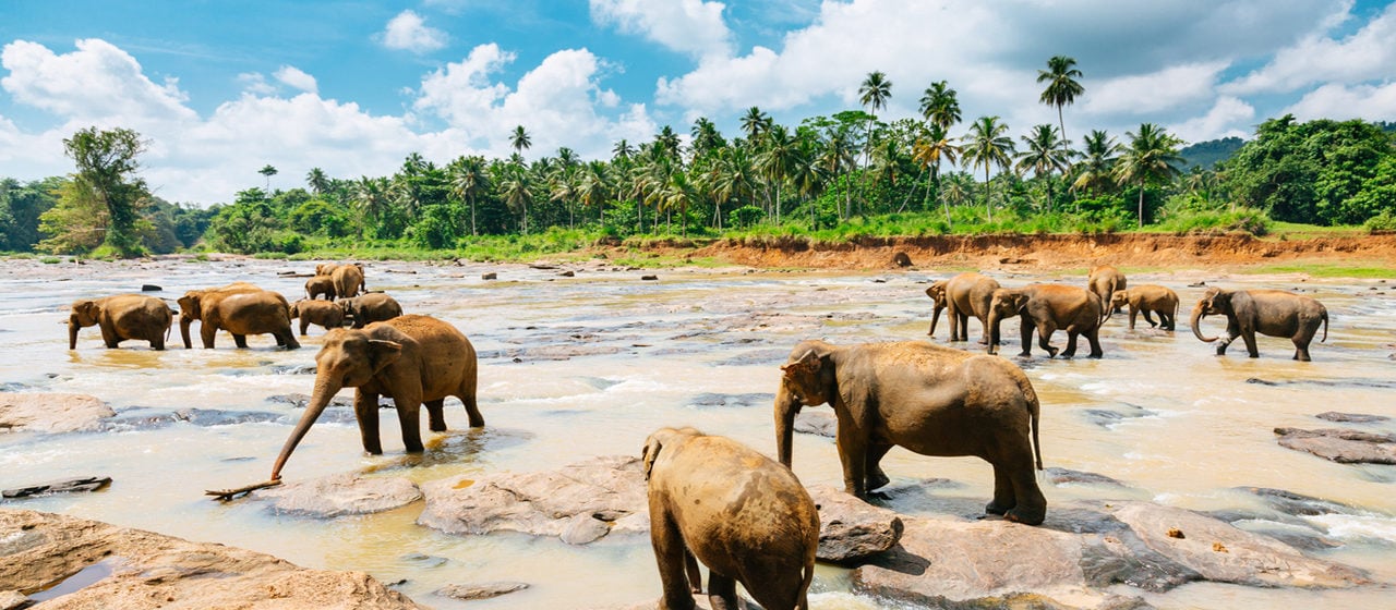 pinnawala-elephant-orphanage-sri-lanka