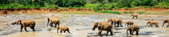 elephants-pinnawala-elephant-orphanage-sri-lanka