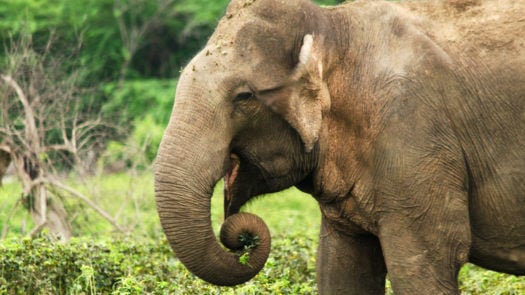 elephant-bundala-national-park-sri-lanka