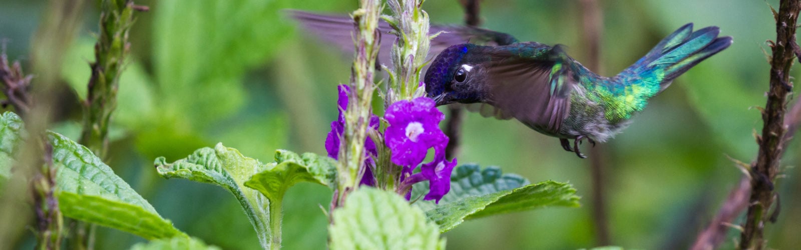 Hummingbird in Arenal, Costa Rica