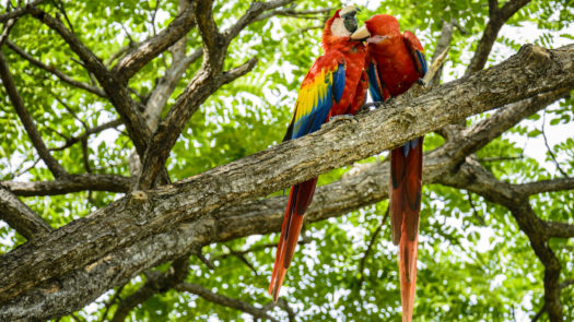 Scarlet macaws, Costa Rica.