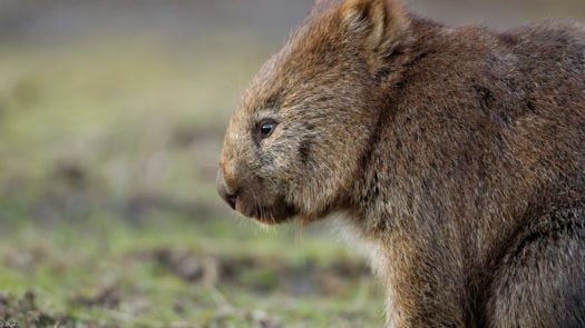Wombat in Tasmania