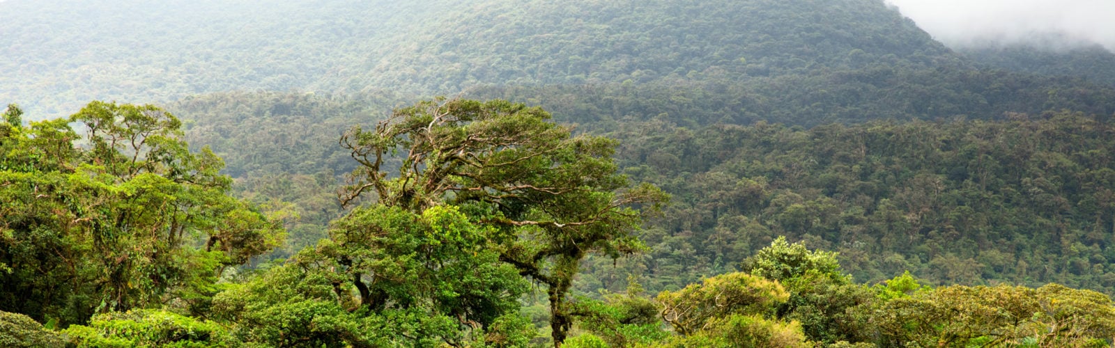 Lush green rainforest of Costa Rica
