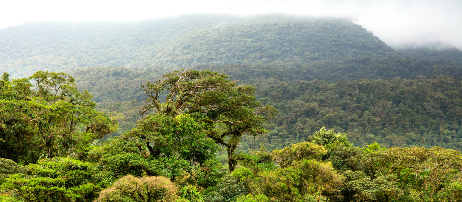 Lush green rainforest of Costa Rica