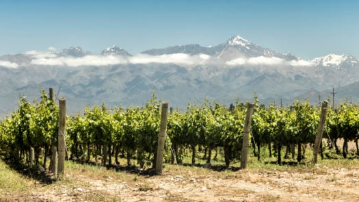vineyard-mendoza-argentina