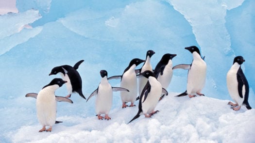 penguins-ice-antarctica