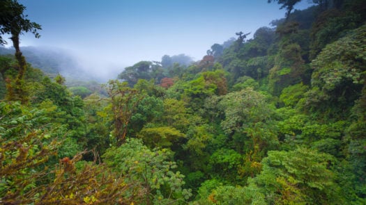 cloud-forest-costa-rica