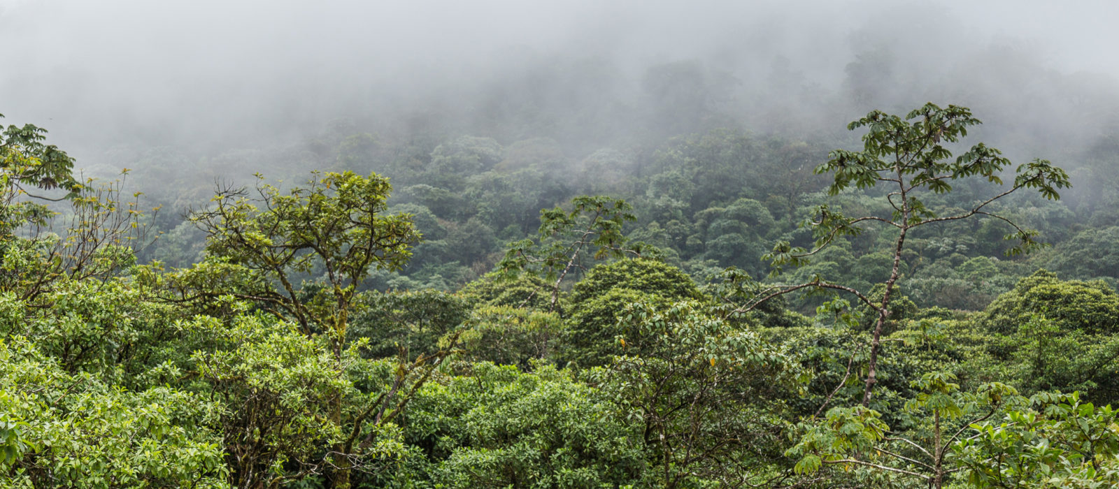 cloud-forest-costa-rica