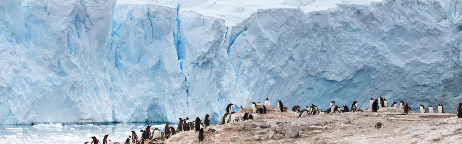 penguin-colony-neko-harbour-antarctica