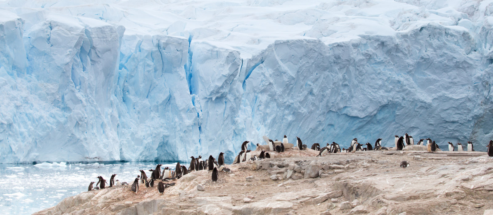 penguin-colony-neko-harbour-antarctica