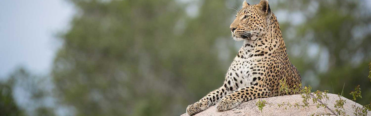 londolozi-leopard