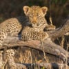 londolozi-leopard-cub