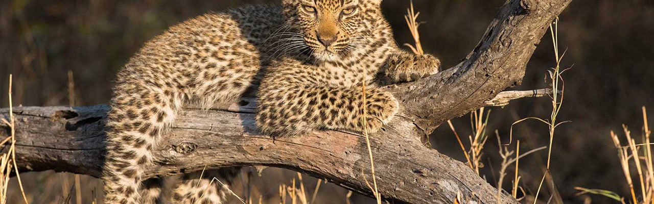 londolozi-leopard-cub