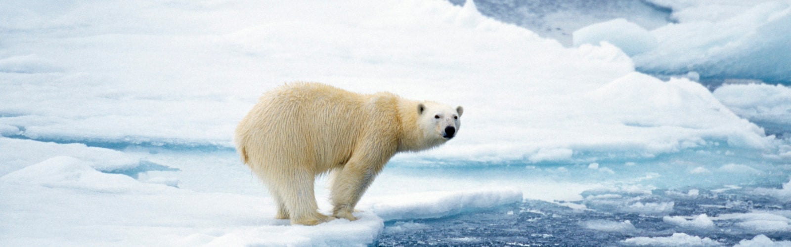polar bear svalbard