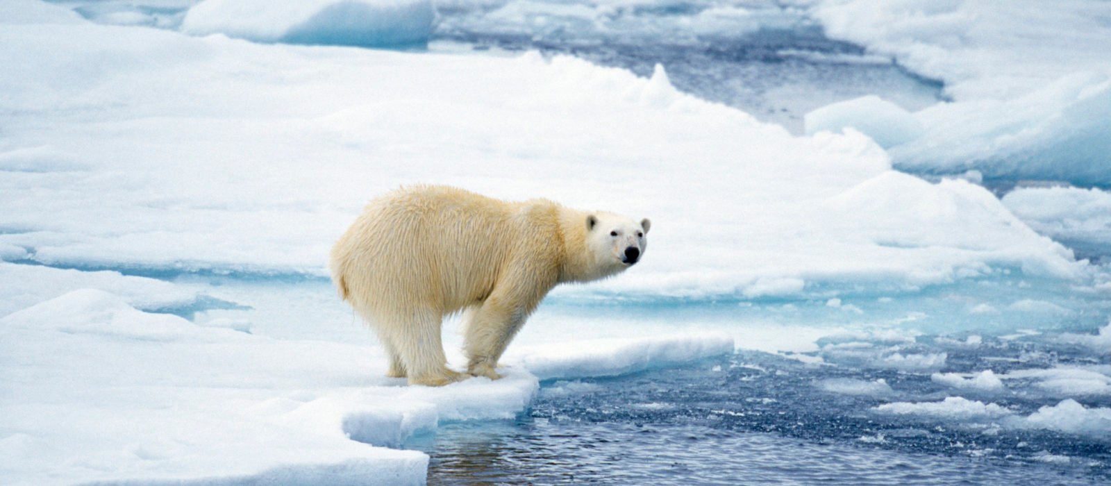 polar bear svalbard