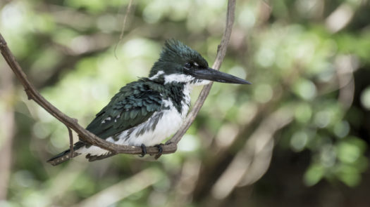 kingfisher-amazon-birdwatching