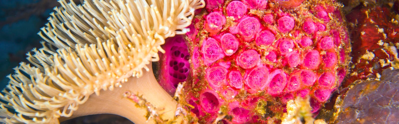 tufi-underwater-coral-papua-new-guinea