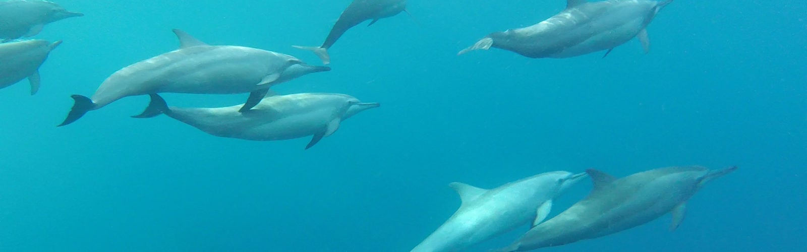 papua-new-guinea-dolphins