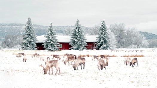 snow-reindeer-winter-landscape-swedish-lapland