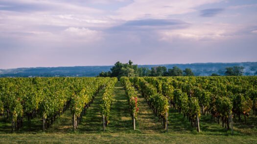 Vineyards near Bordeaux in France
