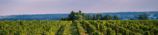 Vineyards near Bordeaux in France