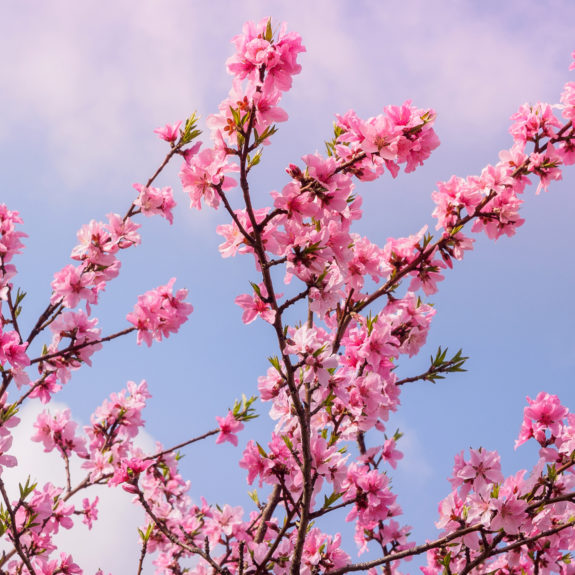 sakura-cherry-blossom-seoul