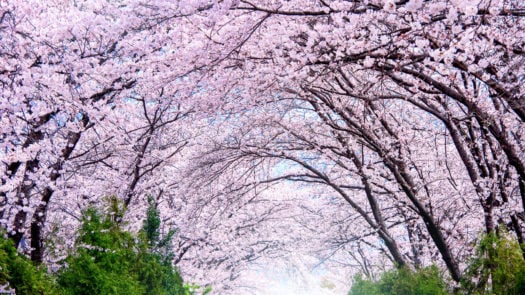 cherry-blossom-jinhae-gunhangje-seoul