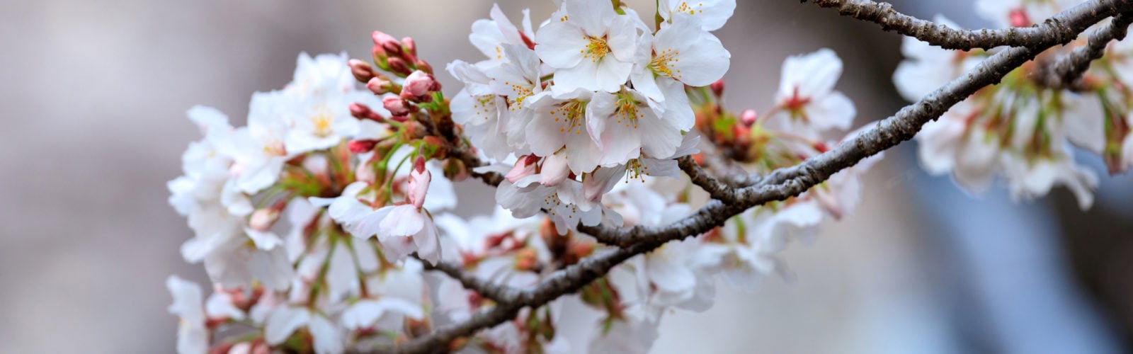 seoul-cherry-blossom-sakura-season
